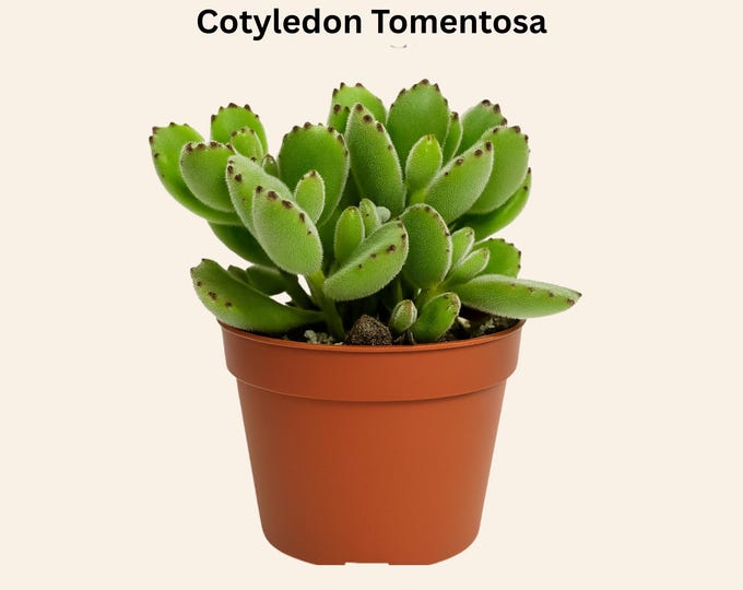 Bear Paws Succulent Plant Fuzzy Cotyledon Tomentosa Rare Houseplant Gift Easy Care Indoor Greenery Live Succulent Office Decor Beginner 4"
