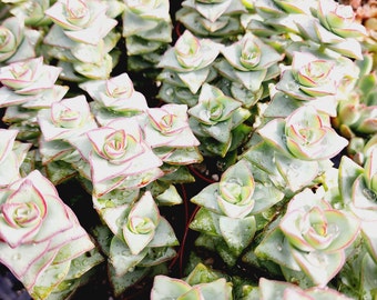 Crassula Perforata Ivory Tower Potted String Of Buttons Easy Care Succulent