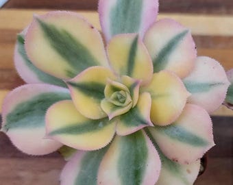 Aeonium Sunburst Potted Succulent Variegated Low Water Plant Rare Drought Tolerant Copper Pinwheel Outdoor Succulent Gift Live Aeonium