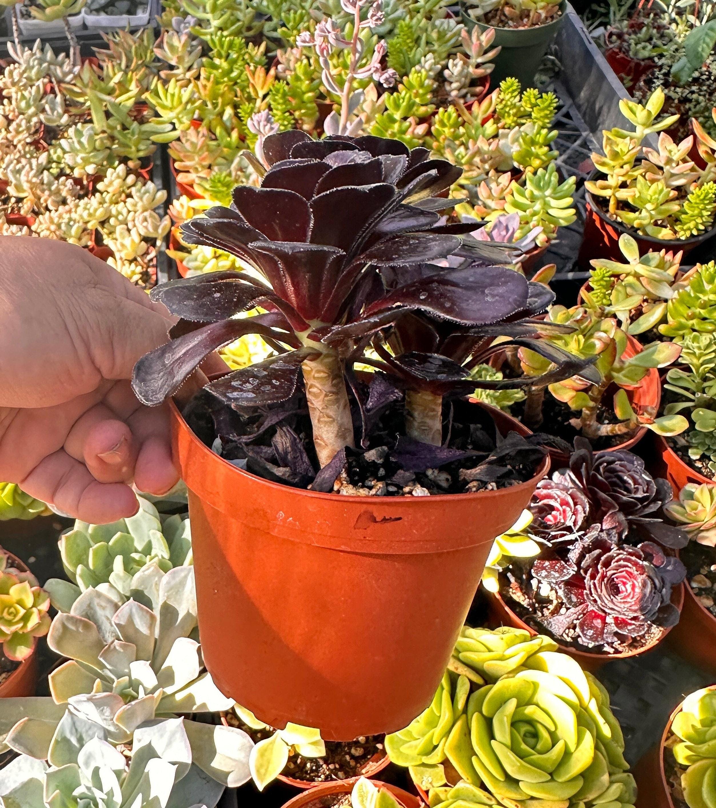 Aeonium ‘Black Rose’ Rare Dark Succulent Plant Easy Care Indoor Houseplant Unique Gift for Plant Lovers Home Decor Live Rare Succulent