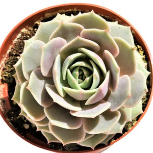 Echeveria ‘Lola’ – Pink Lilac Rosette Succulent for Indoor Decor or Collector Displays