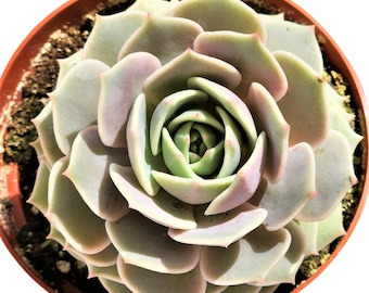 Echeveria Succulent Rosette Rare Live Plant for Fairy Garden Gift for Plant Lover Easy Care Mini Tabletop Indoor Decor DIY Arrangement
