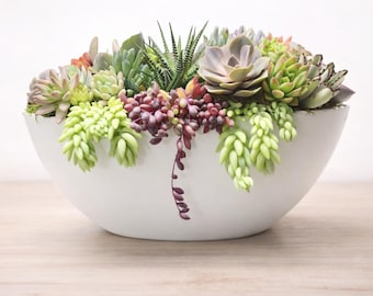 18 Inch White Oblong Succulent Centerpiece Arrangement – Live Plants