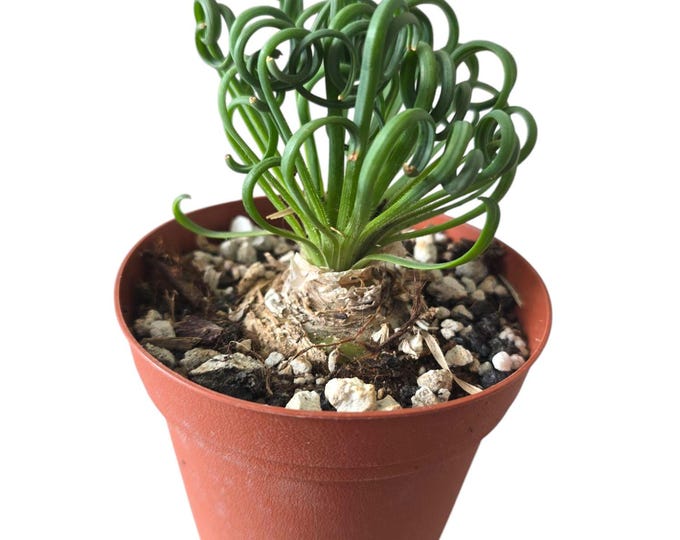 Albuca Spiralis Frizzle Sizzle Corkscrew Succulent Rare Plant Gift Unique Curly Leaves Exotic Indoor Houseplant Easy Care Office Decor