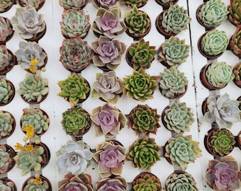 Assorted Echeveria Succulents Set, Perfect for Bridal & Baby Shower Favors, Wedding Gifts - 24 Pack, 8 Varieties