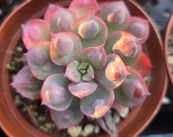 Live Rare Echeveria Raindrops Pink Succulent Ships Bareroot