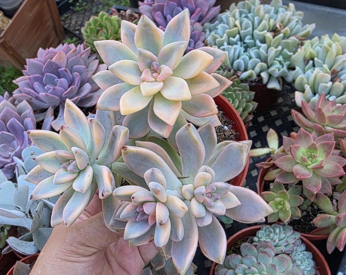 Ghost Plant Trio Graptopetalum paraguayense 4 Inch Pastel Variegated Succulent Gift