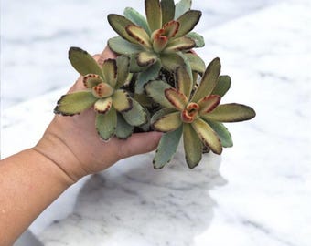 Rare Fuzzy Succulent: Kalanchoe Tomentosa 'Chocolate Soldier'