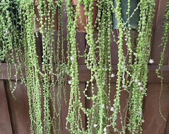 String of Pearls Hanging Succulent DIY Fairy Garden Potted Succulent Gift Rare Hanging Plant Live Houseplants Decor Mini Collector Plant
