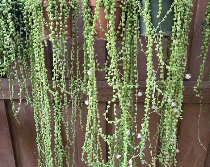 String of Pearls Hanging Succulent DIY Fairy Garden Potted Succulent Gift Rare Hanging Plant Live Houseplants Decor Mini Collector Plant