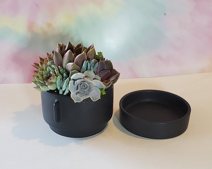 Small Succulent Gift in Black Ceramic Pot Gift for Her Easy Care Plant Office Desk Plant Decor Mini Garden Thank You Gift Indoor Home Accent
