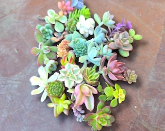 20 Mini Succulent Cuttings Craft Kit for DIY Terrarium Favor Set Easy Care Tiny Plants Small Gift Project Beginner Starter Garden