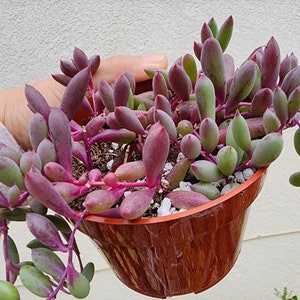 Live String of Ruby Necklace Succulent Plant DIY Fairy Dish Garden Unique Vertical Gardens Outdoor Succulent Arrangement Event Decor Gift image 3