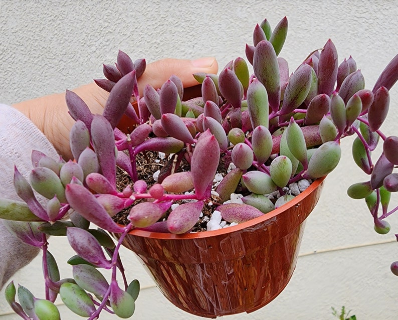 Live String of Ruby Necklace Succulent Plant DIY Fairy Dish Garden Unique Vertical Gardens Outdoor Succulent Arrangement Event Decor Gift image 3