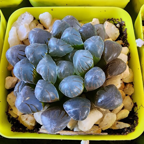 Rare Haworthia Cooperii Cushion Aloe Alien Egg Succulent Plant Home Desk Decor Shelf Accent Windowsill Terrarium Miniature Garden Container