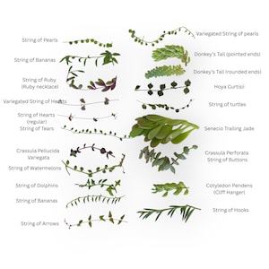 Assorted String Succulent Cuttings 10 or 16 Varieties Live Rare Trailing Plant Bundle 16 Variety Cuttings