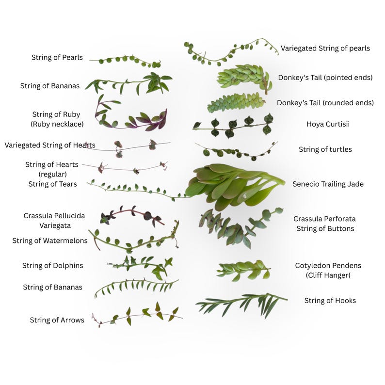 Assorted String Succulent Cuttings 10 or 16 Varieties Live Rare Trailing Plant Bundle 16 Variety Cuttings