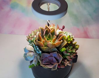 Live Succulent Arrangement: LED Grow Light, Black Ceramic Pot, Tabletop Decor