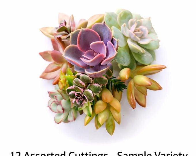 6 Succulent Cuttings Assorted Mix Indoor DIY Garden Unrooted Plant Set