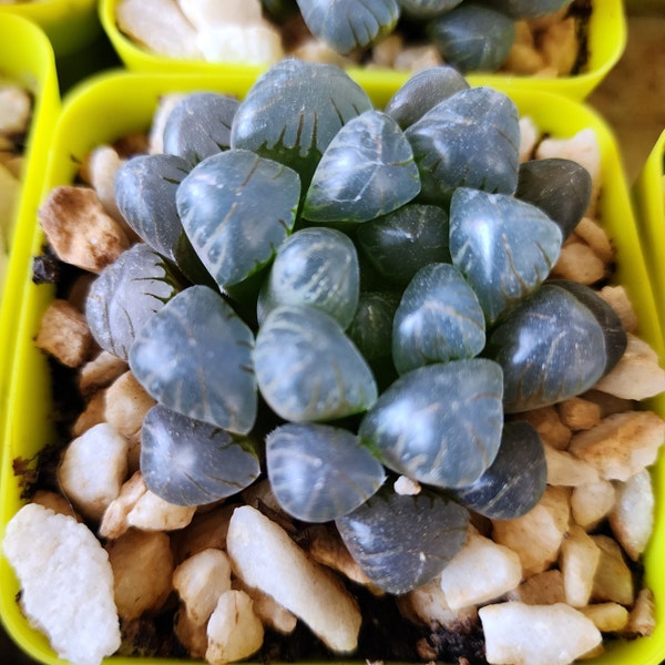 Haworthia Cooperi lanterne de glace oeuf extraterrestre rare succulente objets de collection plante vivante bureau à domicile Art déco conteneur jardin cadeau pour débutants