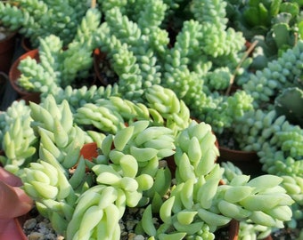 Sedum Morganianum-Burro's tail aka Donkey's Tail, Live Succulent Fully Rooted ships in Pot, House Plant for Home or Office Ships Bareroot