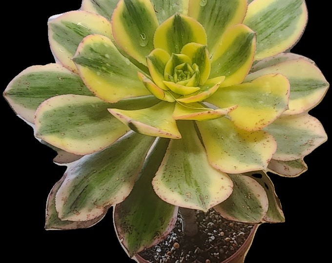 Aeonium Sunburst Copper Pinwheel Potted Succulent Rare Variegated Plant Sun Loving Outdoor Succulent Low Water Plant Live Plant Gift Decor