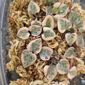 Variegated String of Hearts Cuttings Live Propagation Kit Rare Trailing Plant Pink Sweetheart Vine Easy Care Houseplant Collector Gift