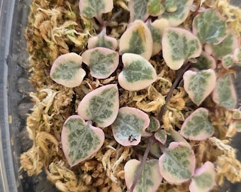Variegated String of Hearts Cuttings for Propagation Rare Succulent Trailing Indoor Plant Easy Care Succulent Gift Home Decor