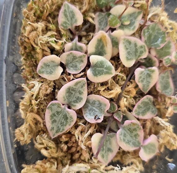 Variegated String of Hearts Cuttings: Rare Pink Heart-Shaped Trailing Plant