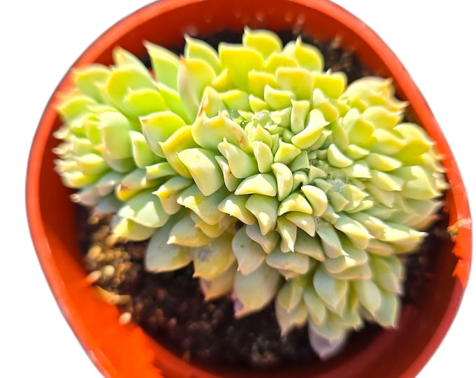 Crested Echeveria Runyonii Topsy Turvy Rare Live Succulent Plant Container Gardening Home Office Decor Table Centerpiece Arrangement Gift