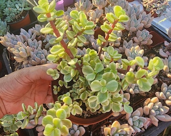 Variegated Elephant Bush – Rare Portulacaria afra Succulent Live Plant Fully Rooted and Healthy