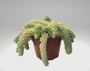 Donkey Tail Succulent Plant Live Burro’s Tail Sedum Burrito Trailing Potted Succulent Rare Houseplant Gift Easy Care Hanging Decor