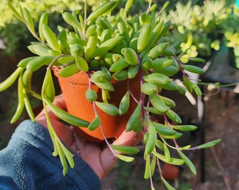 String of Ruby Necklace Succulent Rare Indoor Outdoor Vertical Garden Plant Home Office Decor Eco-Friendly Unique Gift Idea Easy Care