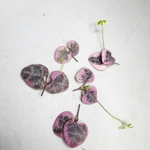 Variegated String of Hearts Propagation Cuttings Rare Trailing Succulent Indoor Plant Easy Care Succulent Gift for Home