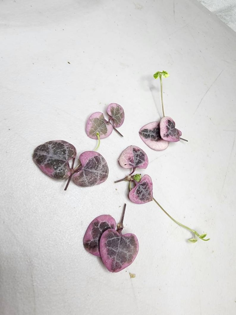 Variegated String of Hearts Propagation Cuttings Rare Trailing Succulent Indoor Plant Easy Care Succulent Gift for Home