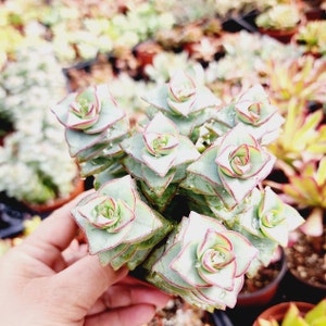 May include: Close-up of a succulent plant with stacked, triangular leaves in shades of green and red. The plant has a rosette shape, with water droplets visible on the leaves. The background shows other potted plants.