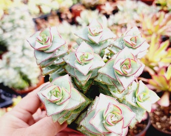 Crassula Perforata Ivory Tower Potted String Of Buttons Easy Care Succulent