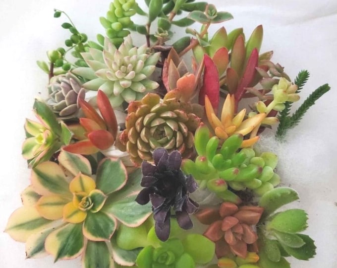 20 Succulent Cuttings – Mixed Varieties for DIY Terrariums, Beginner Propagation Kit & Wedding or Party Favors