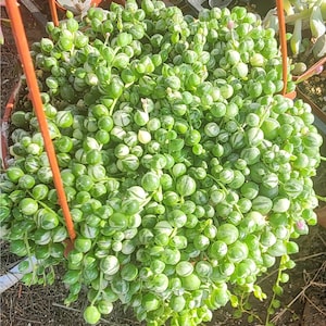 Variegated String of Pearls: Trailing Succulent - 4 Inch Pot