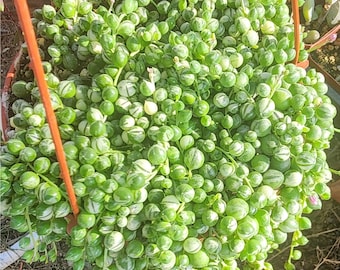 Variegated String of Pearls Live Succulent Gift Trailing Houseplant for Her Boho Decor Easy Care Rare Hanging Plant Collector Gift Idea