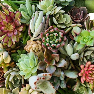 Succulent Cuttings Kit: 20 Assorted Unrooted Plants for DIY Propagation