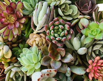 Succulent Cuttings Kit: 20 Assorted Unrooted Plants for DIY Propagation