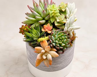 Succulent Gift Arrangement Live Indoor Plant Centerpiece Housewarming Gift Plant Lover Gift White Ceramic Pot