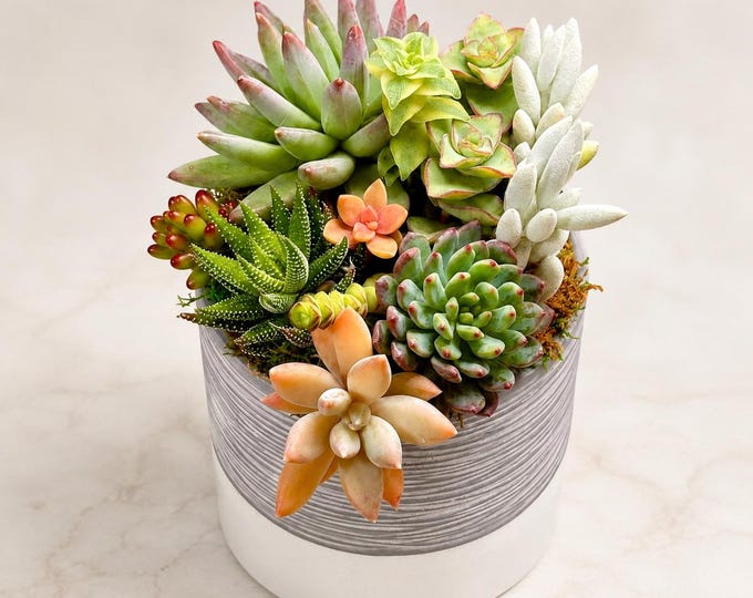 Succulent Gift Arrangement Live Indoor Plant Centerpiece Housewarming Gift Plant Lover Gift White Ceramic Pot