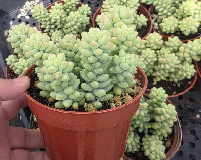 Trailing Succulent Plant Burro’s Tail Donkey Tail Sedum Morganianum 4 Inch Rooted Live Plant for Hanging Planters