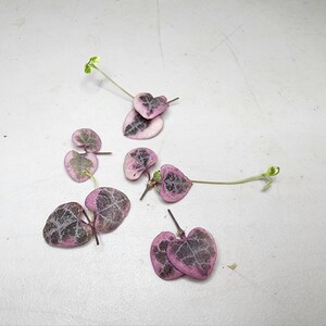 String of Hearts Variegated Propagation Cuttings Rare Trailing Plant Succulent Indoor Easy Care Succulent Gift Decor