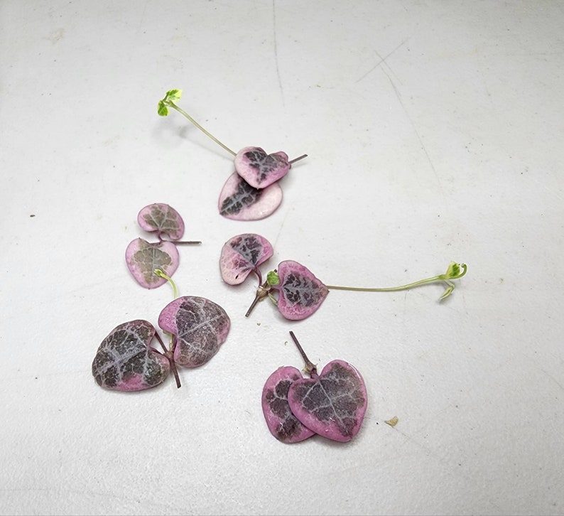 String of Hearts Variegated Propagation Cuttings Rare Trailing Plant Succulent Indoor Easy Care Succulent Gift Decor