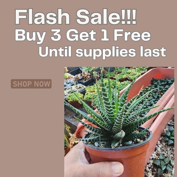 4" Haworthia Fasciata Zebra Plant Succulent Easy-to-grow Plant3