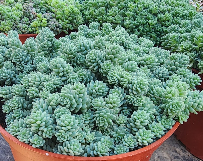 Sedum Dasyphyllum Succulent Sedum Minor Thick-leaved Stonecrop Succulent Thick Stonecrop Blue Tears Sedum DIY Fairy Garden Trailing Plant