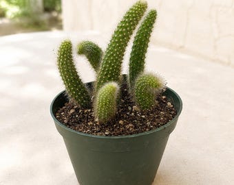 Monkey Tail Cactus Live Rooted Cactus Plant in 4 Inch Pot Indoor Cactus Plant Patio Plant Gift for Collector
